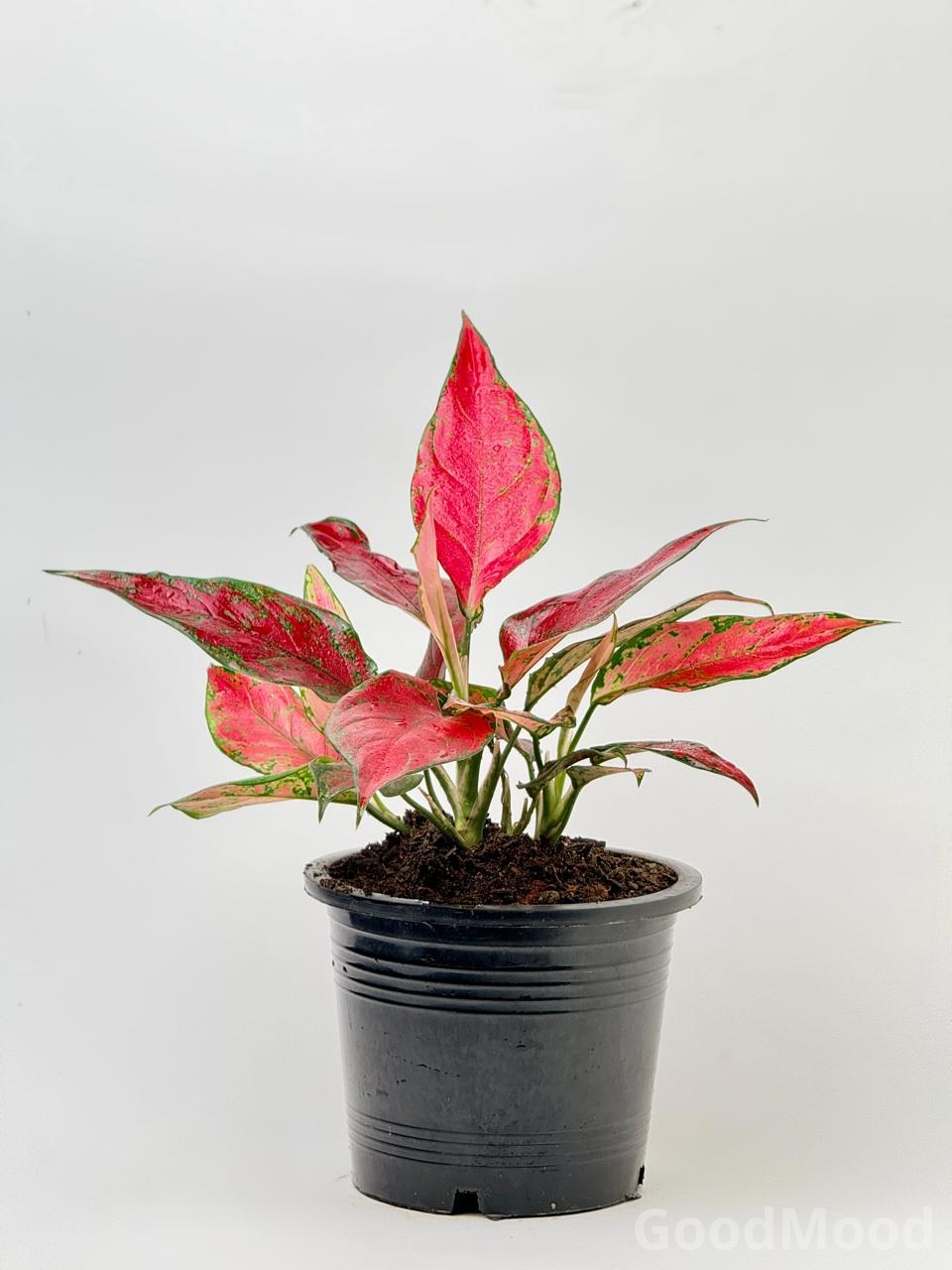Aglaonema "Cherry Baby" (Vibrant Red Chinese Evergreen) – Rare Premium Foliage
