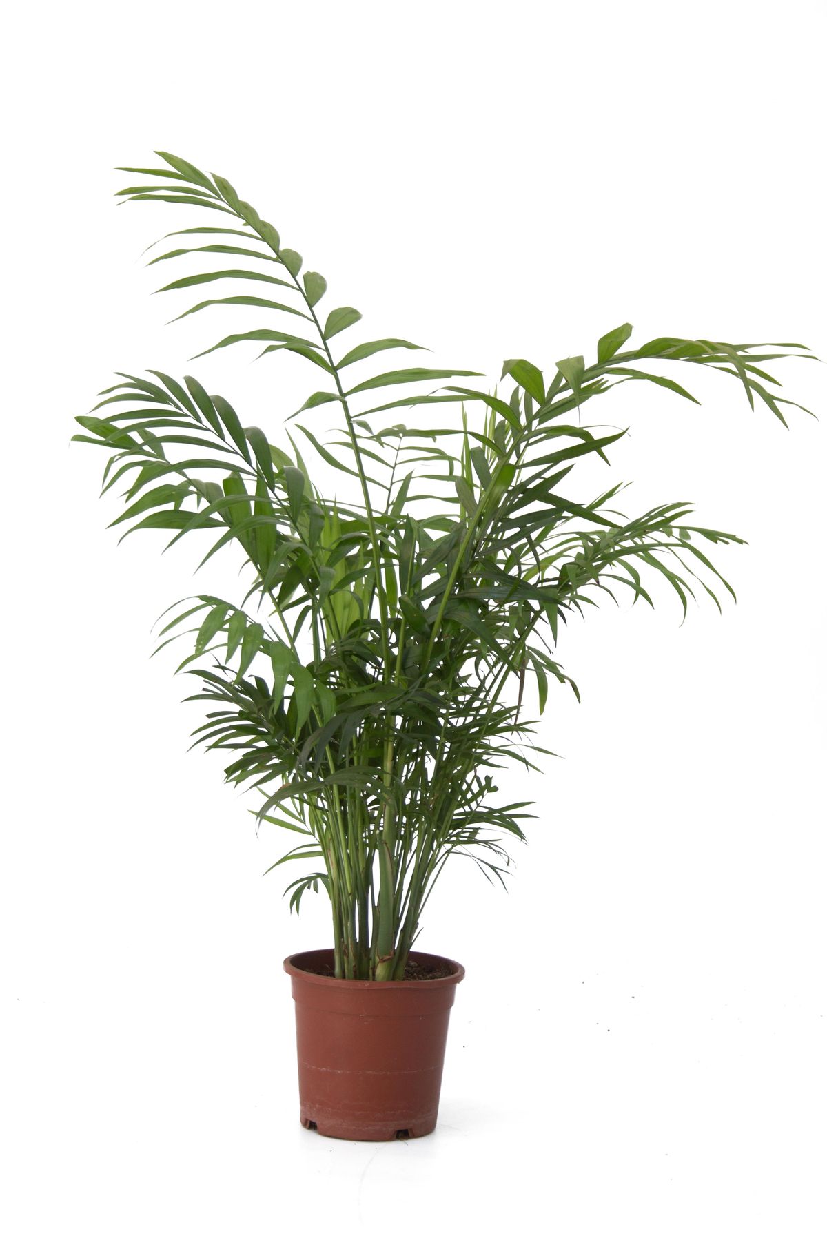 Bamboo Palm (Chamaedorea Elegans) – Thailand Import