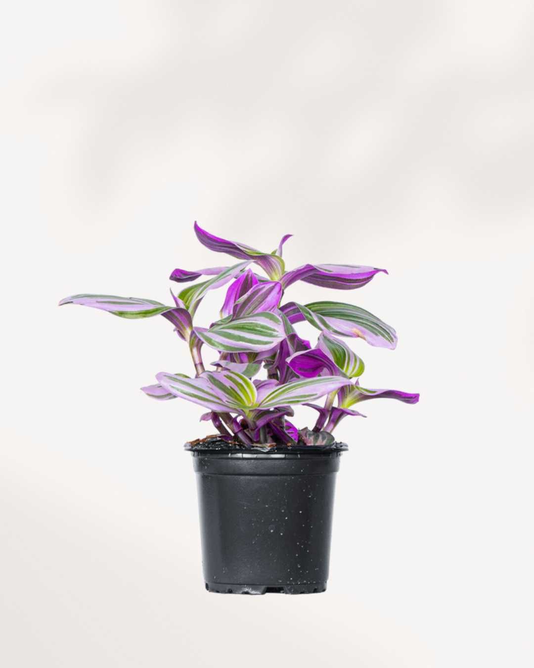 Tradescantia Nanouk (Tradescantia Albiflora 'Nanouk')