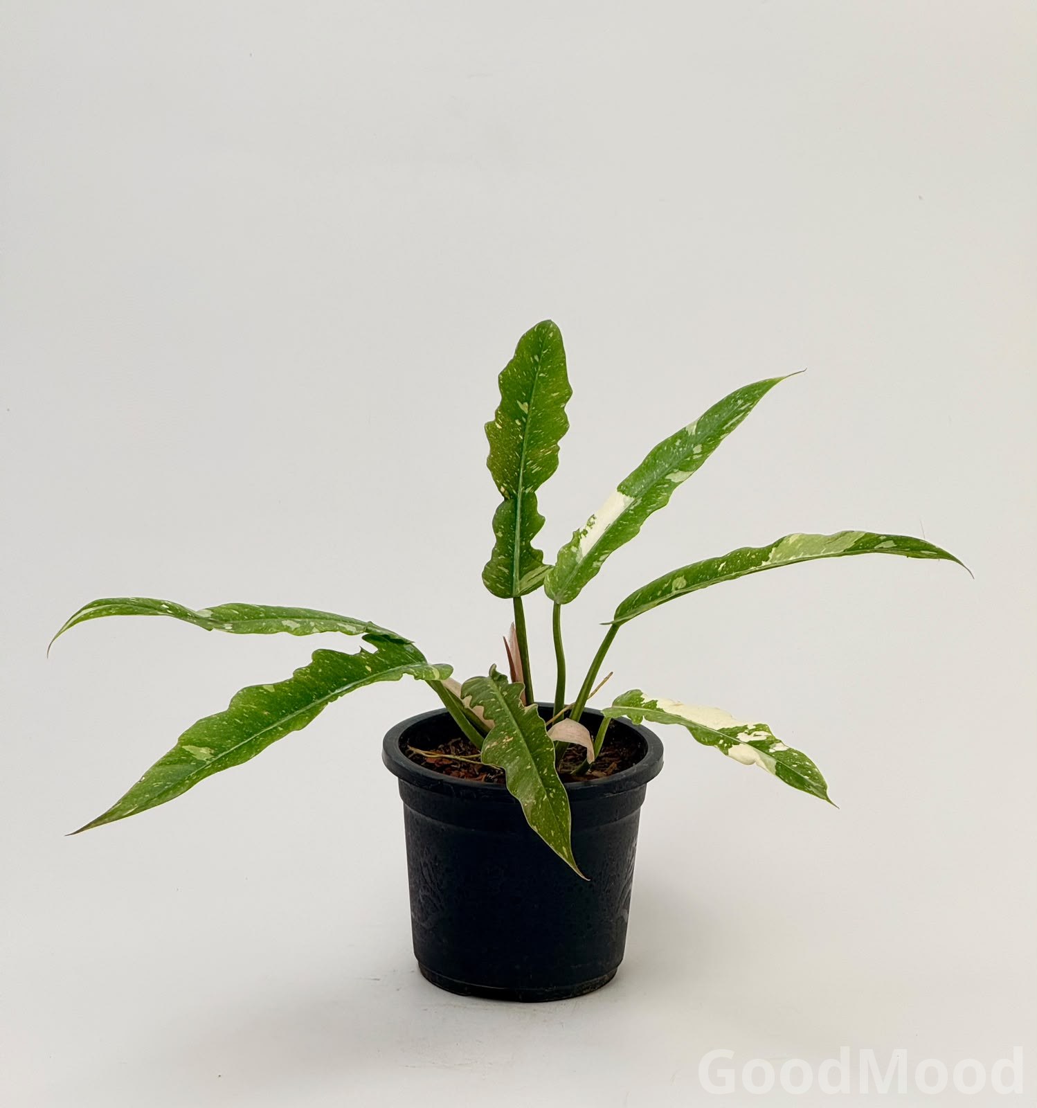 Philodendron "Ring of Fire" (Variegated Sawtooth) xangal bugi – Premium Rare Collector's Specimen