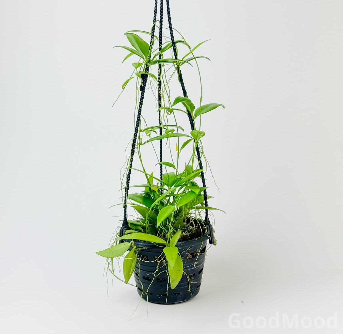 Hoya Oreogena (Mountain Wax Plant) – Premium Rare Trailing Hanging Basket Specimen