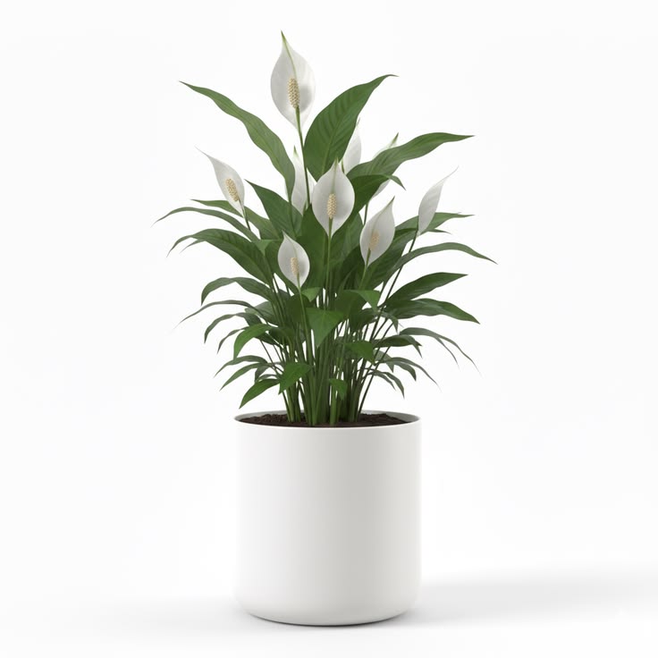 Peace Lily (Spathiphyllum Wallisii) – Thailand Import