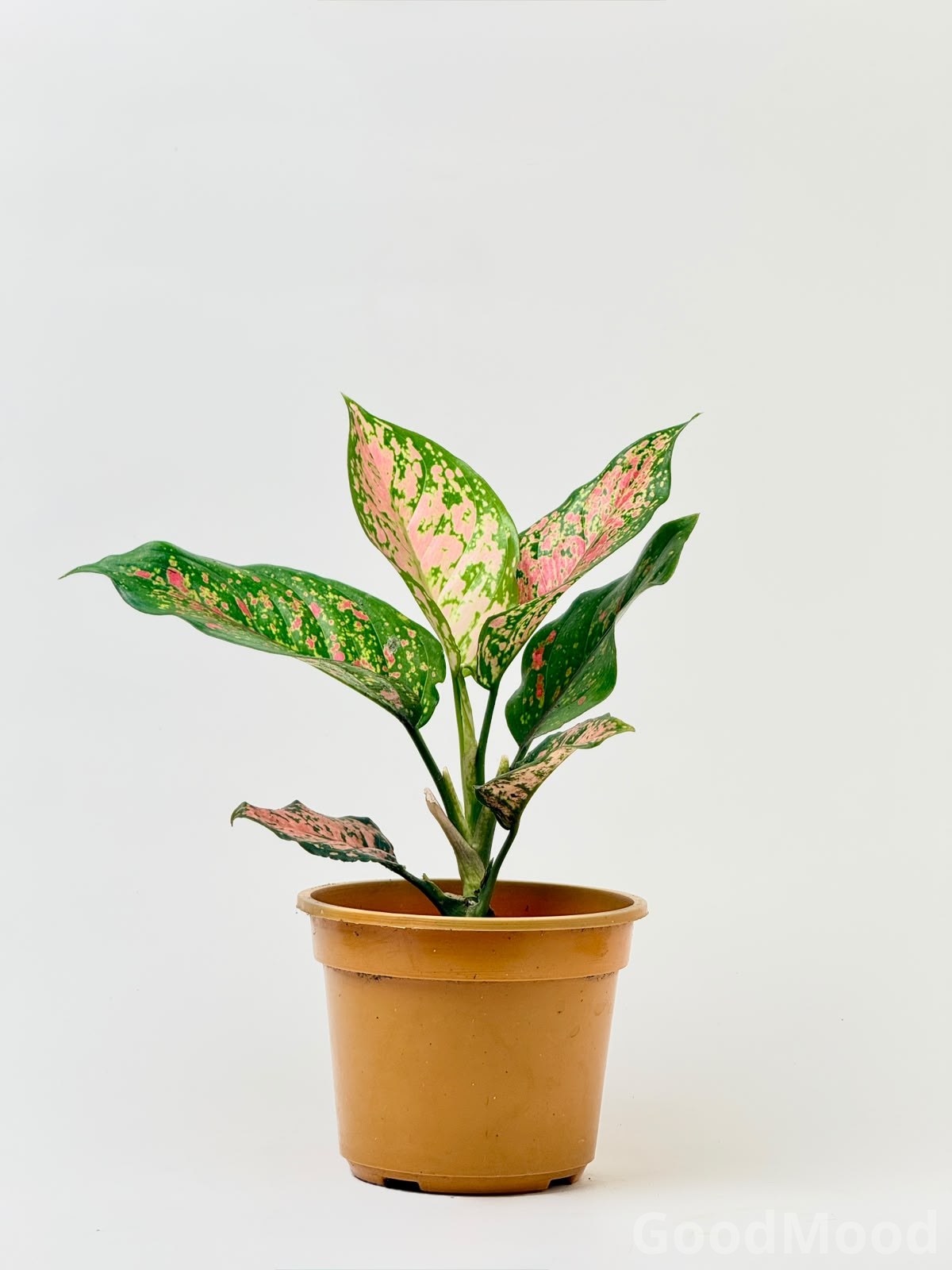 Aglaonema "Lady Valentine" (Pink Chinese Evergreen) – Premium Rare Variegated Variety