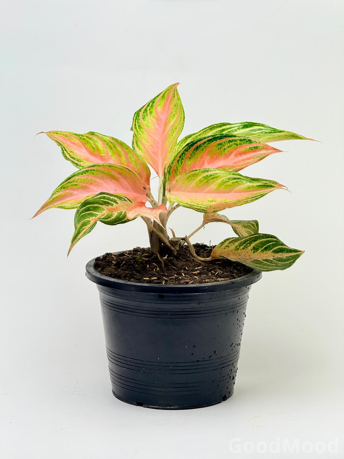 Aglaonema "Pink Panama" (Vibrant Pink Chinese Evergreen) – Premium Rare Cultivar
