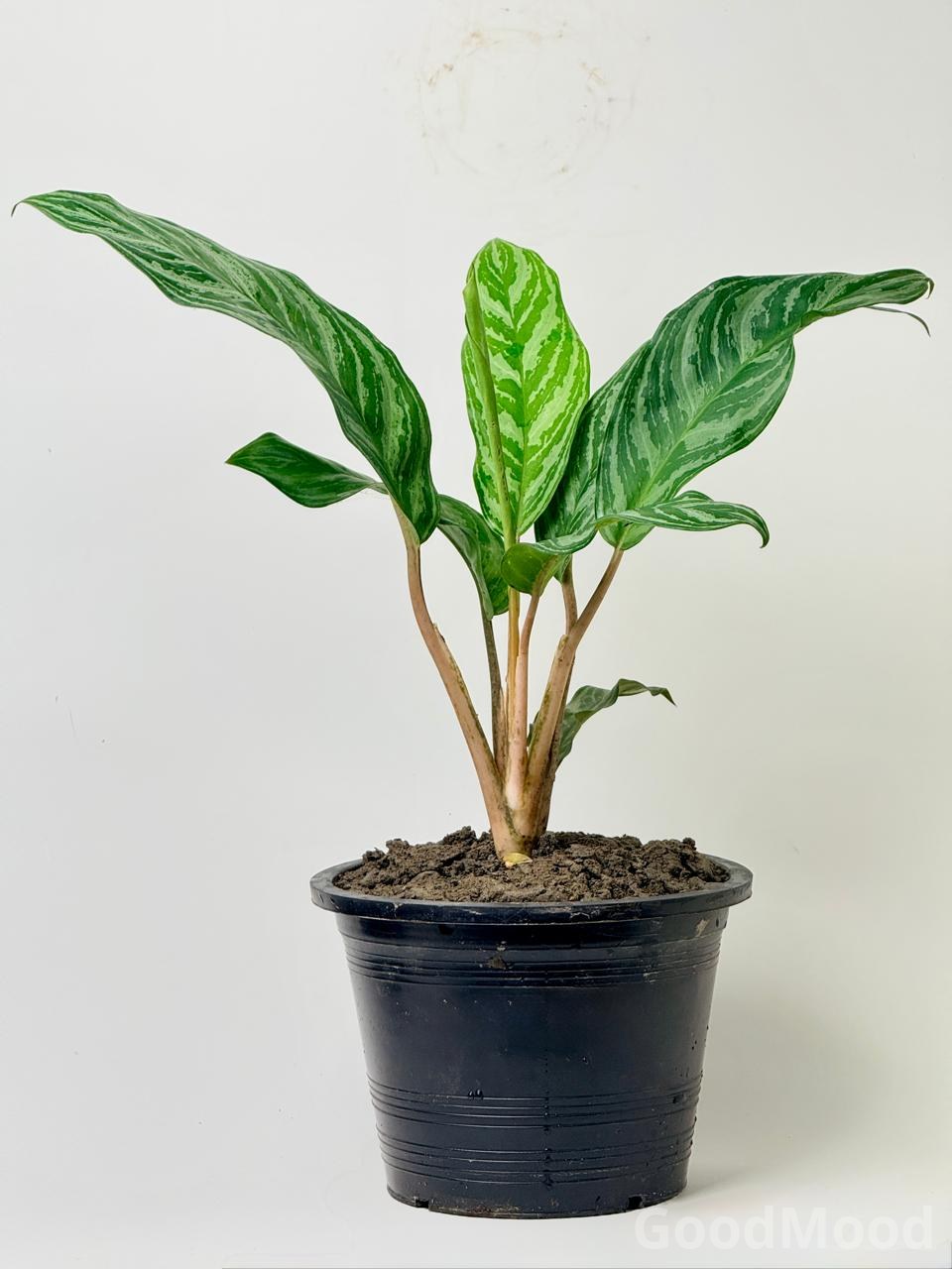 Aglaonema "Stripes" (Chinese Evergreen)