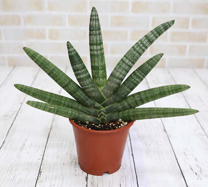 Starfish Snake Plant (Sansevieria Cylindrica)