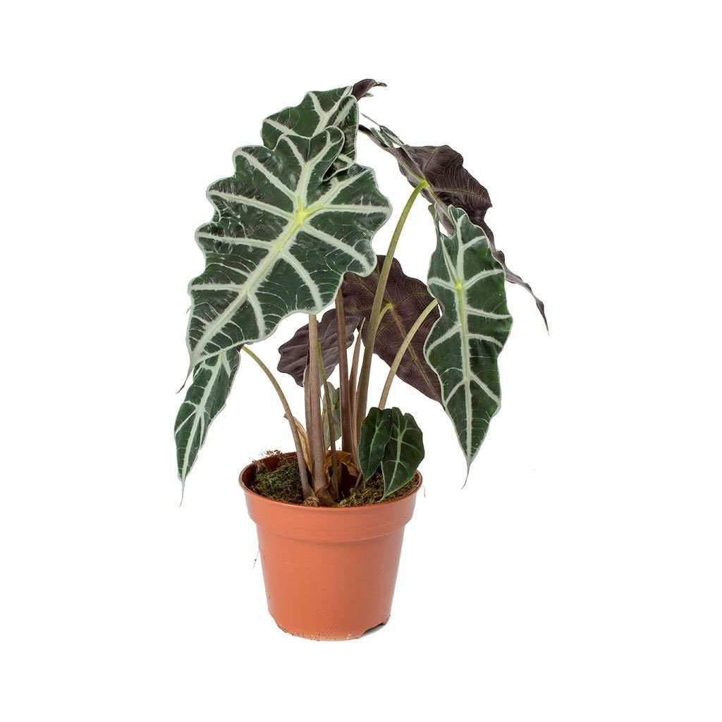 Alocasia 'Polly' (African Mask Plant)