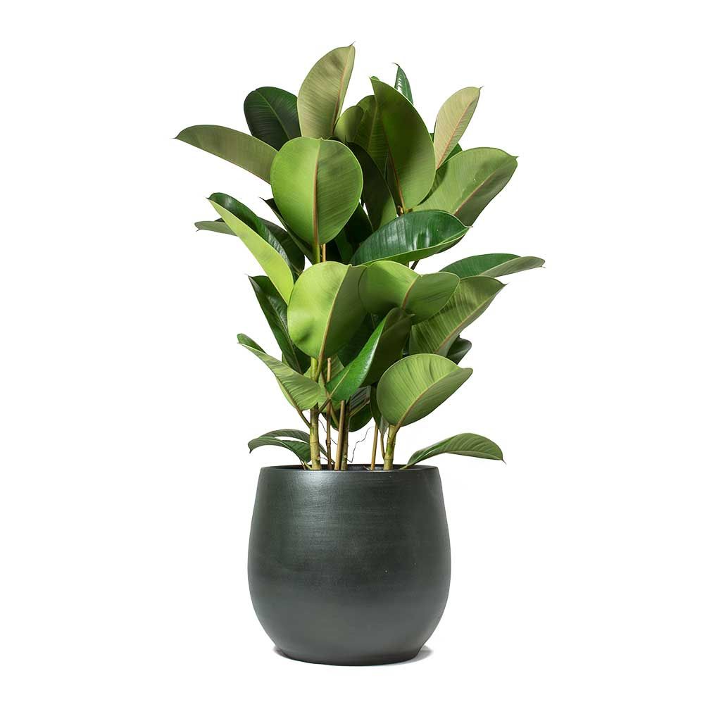 Rubber Plant Robusta (Ficus Elastica) – India Import