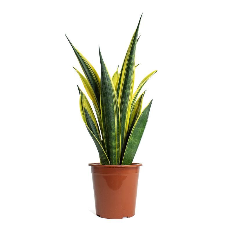 Snake Plant 'Golden Flame' Large – India Import