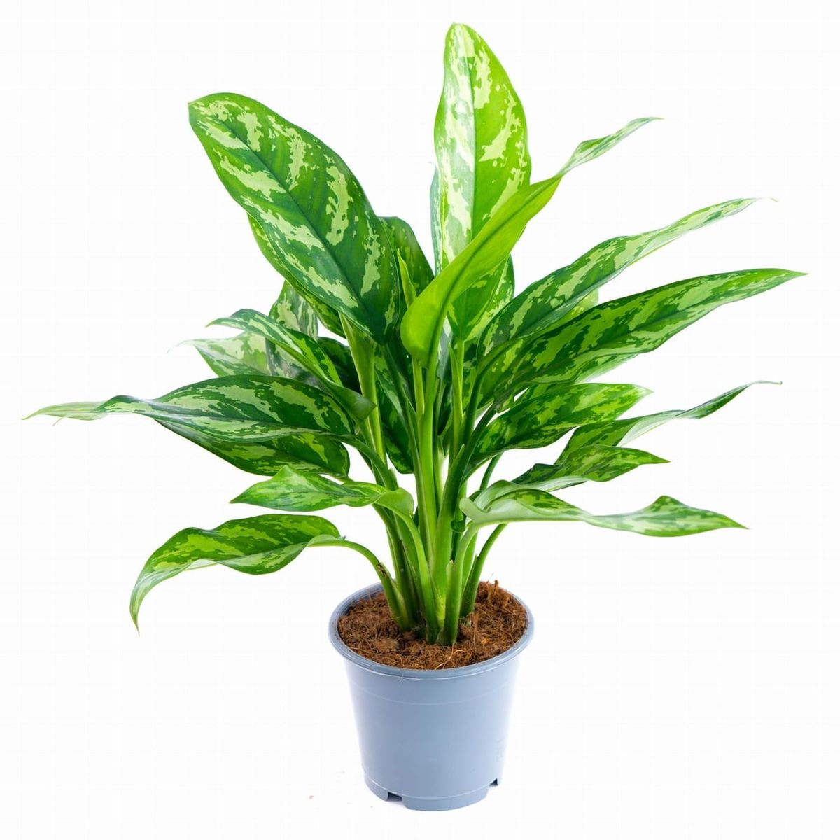 Aglaonema Maria (Chinese Evergreen)