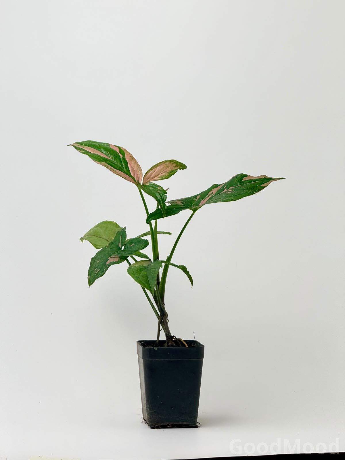 Syngonium Pink Splash – Rare Pink Variegated Indoor Arrowhead Plant