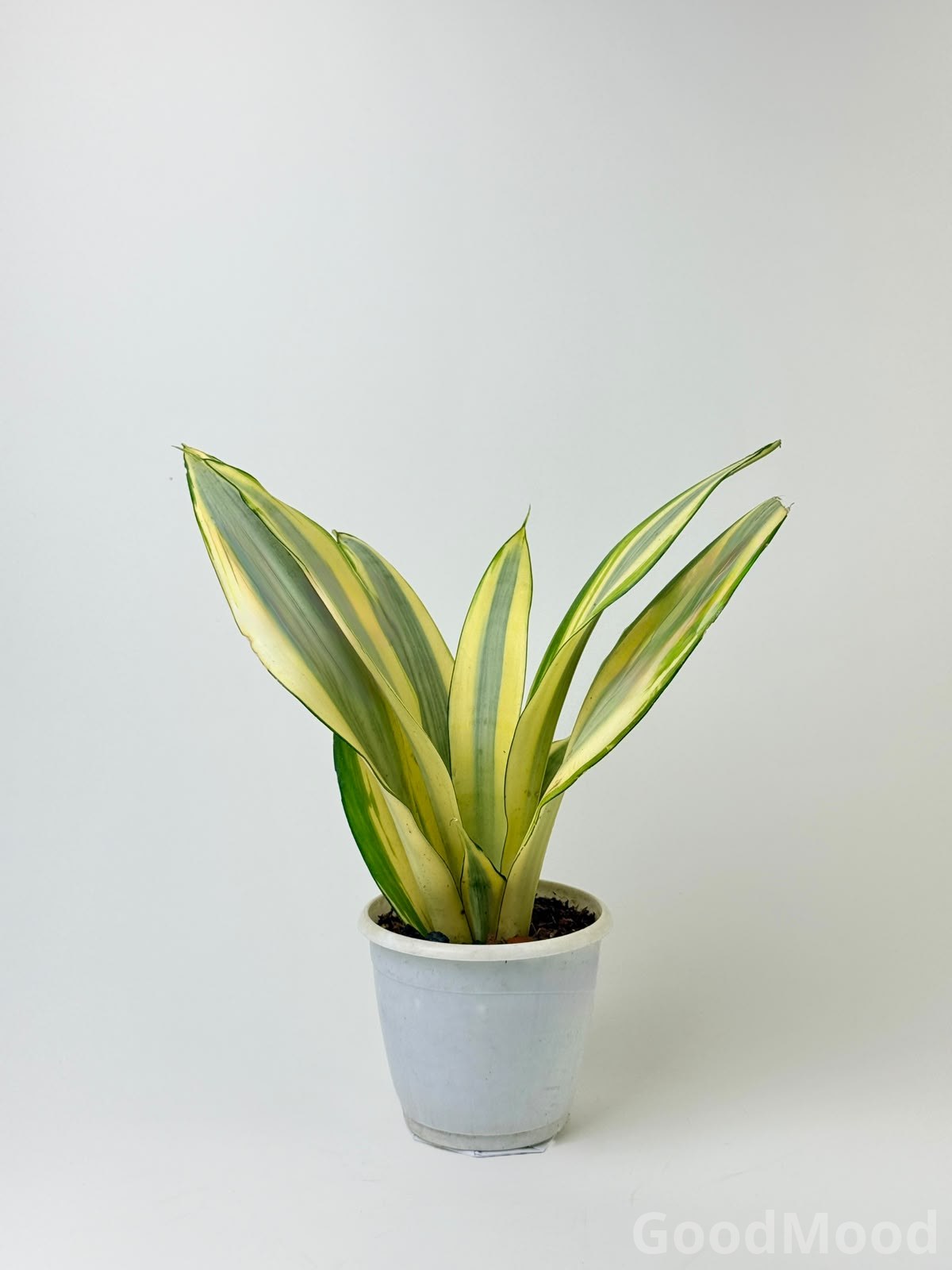 Sansevieria Trifasciata Ghost Plant – Rare Silver-Grey Air Purifying Indoor Snake Plant
