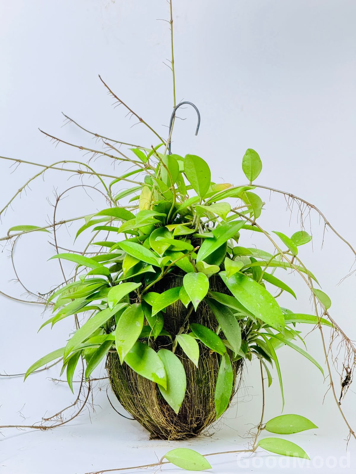 Hoya Carnosa "Jade" (Classic Wax Plant) – Premium Moss Kokedama Edition