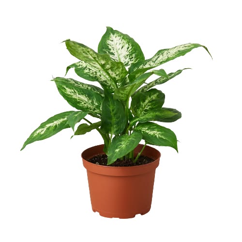 Dieffenbachia 'Tropic Snow'