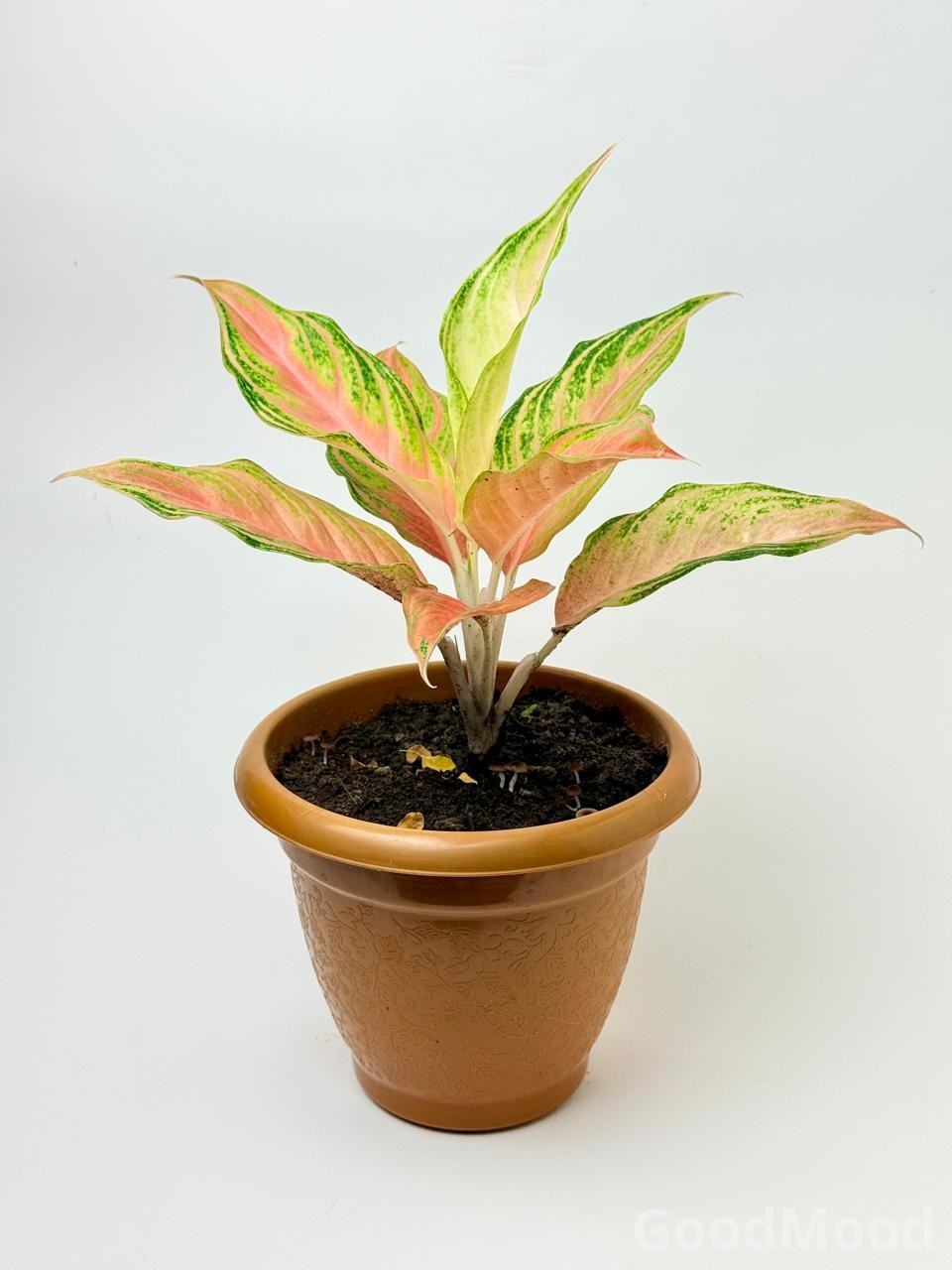 Aglaonema "Pink Panama" (Vibrant Chinese Evergreen) – Premium Rare Variegated Variety