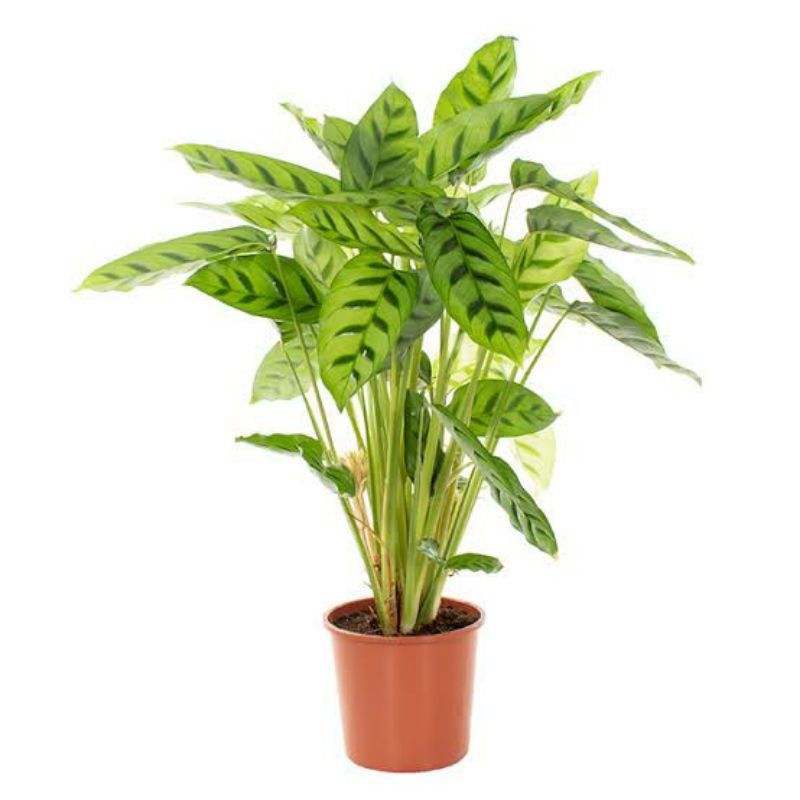 Calathea Leopardina (Goeppertia Concinna)