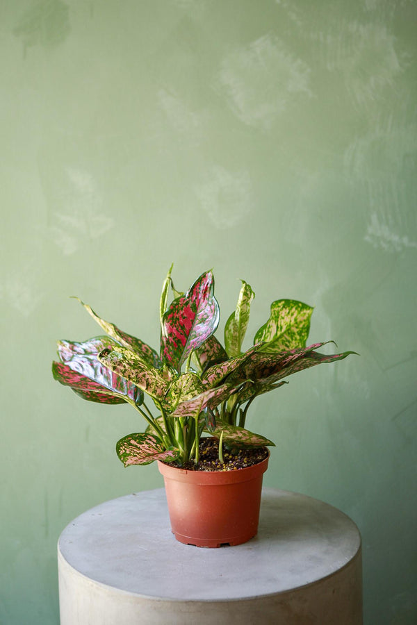 Aglaonema 'Red Valentine' – Thailand Import
