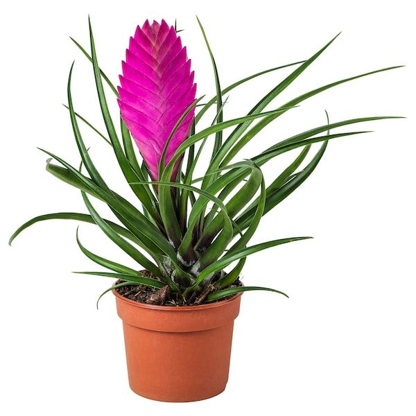 Pink Quill (Tillandsia Cyanea)