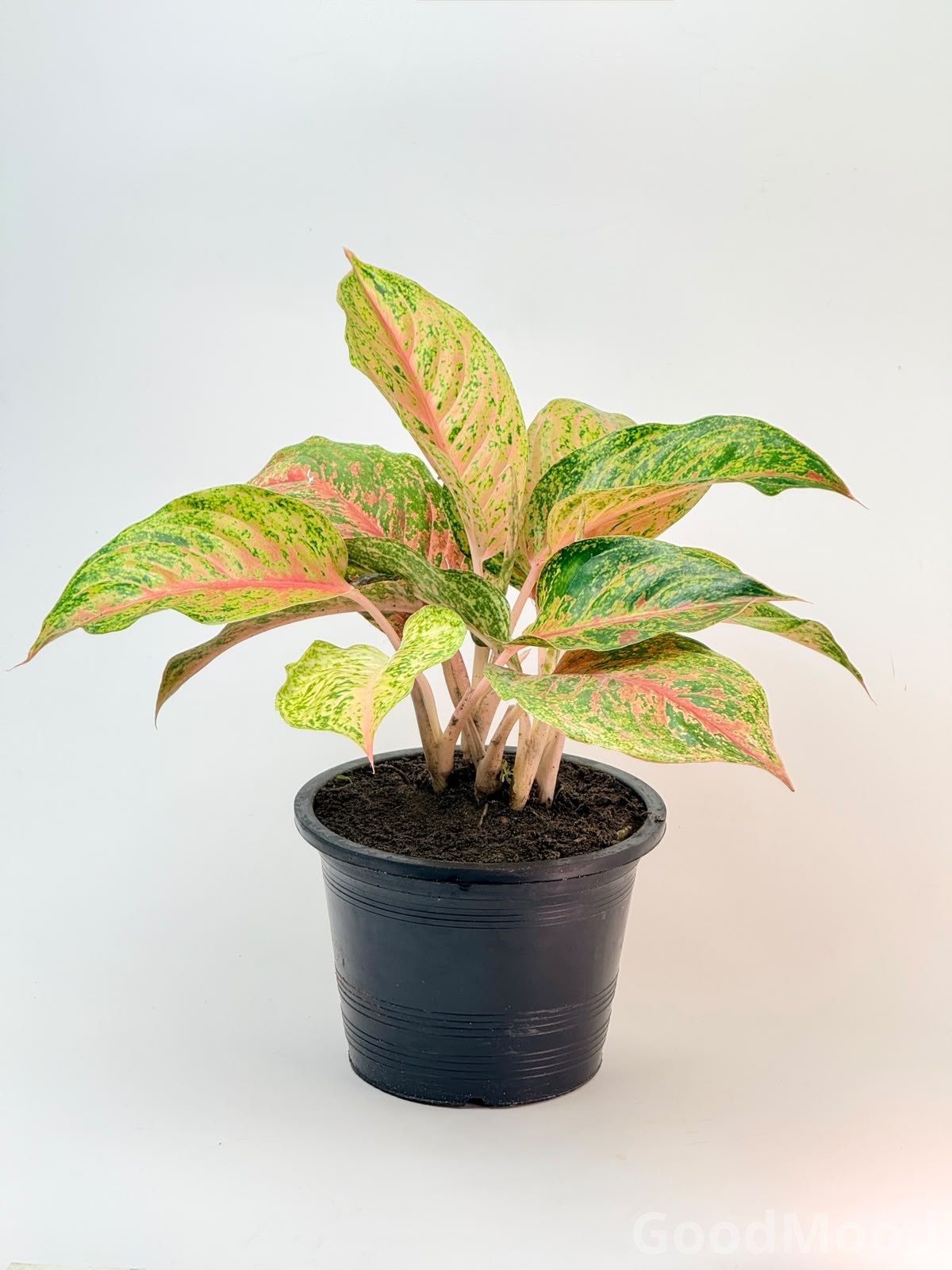 Aglaonema "Spring Red" (Chinese Evergreen) – Premium Rare Variegated Variety