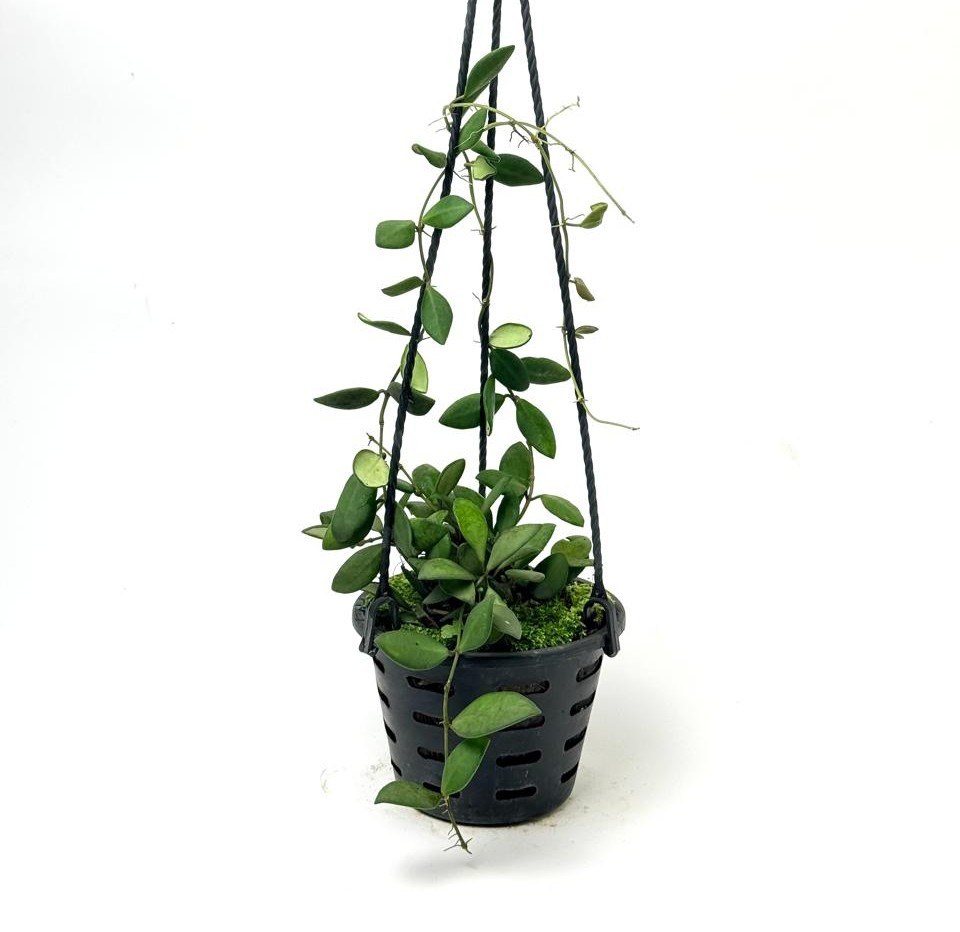 Hoya Nummularioides (Fragrant Coin-Leaf Wax Plant) – Premium Trailing Basket Edition