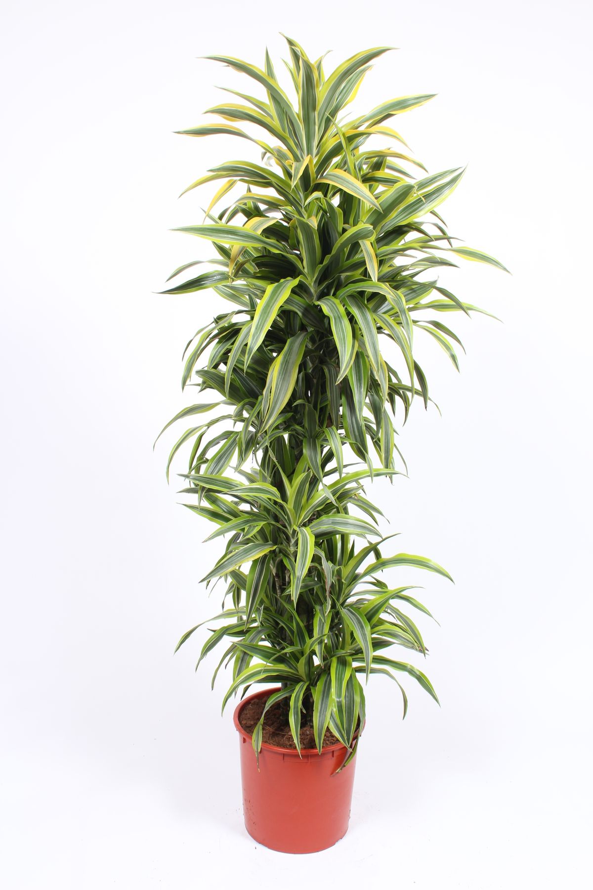 Lemon Lime Dracaena Tall (Dracaena Fragrans)