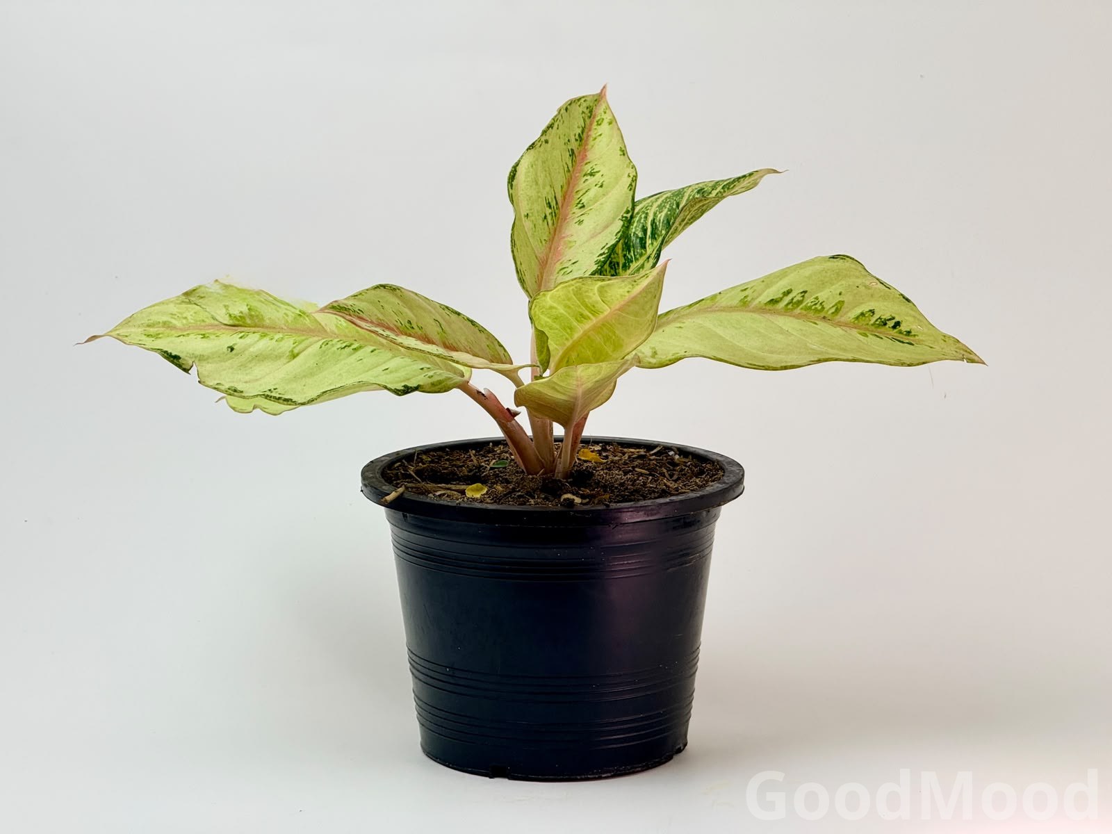 Aglaonema "Frozen" (Frost-Variegated Chinese Evergreen) – Premium Rare Cultivar