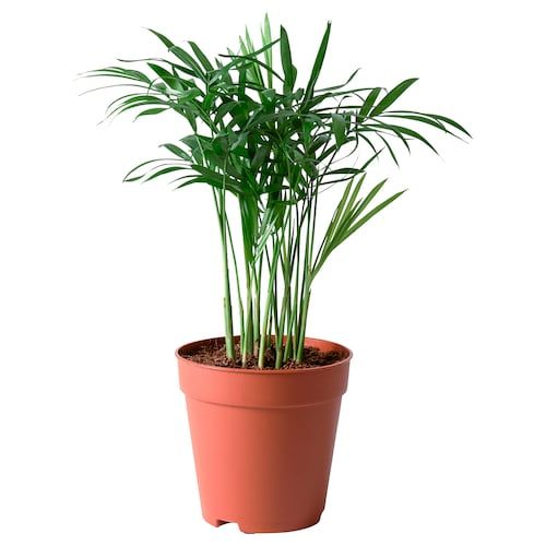 Areca Palm Small (Dypsis Lutescens)