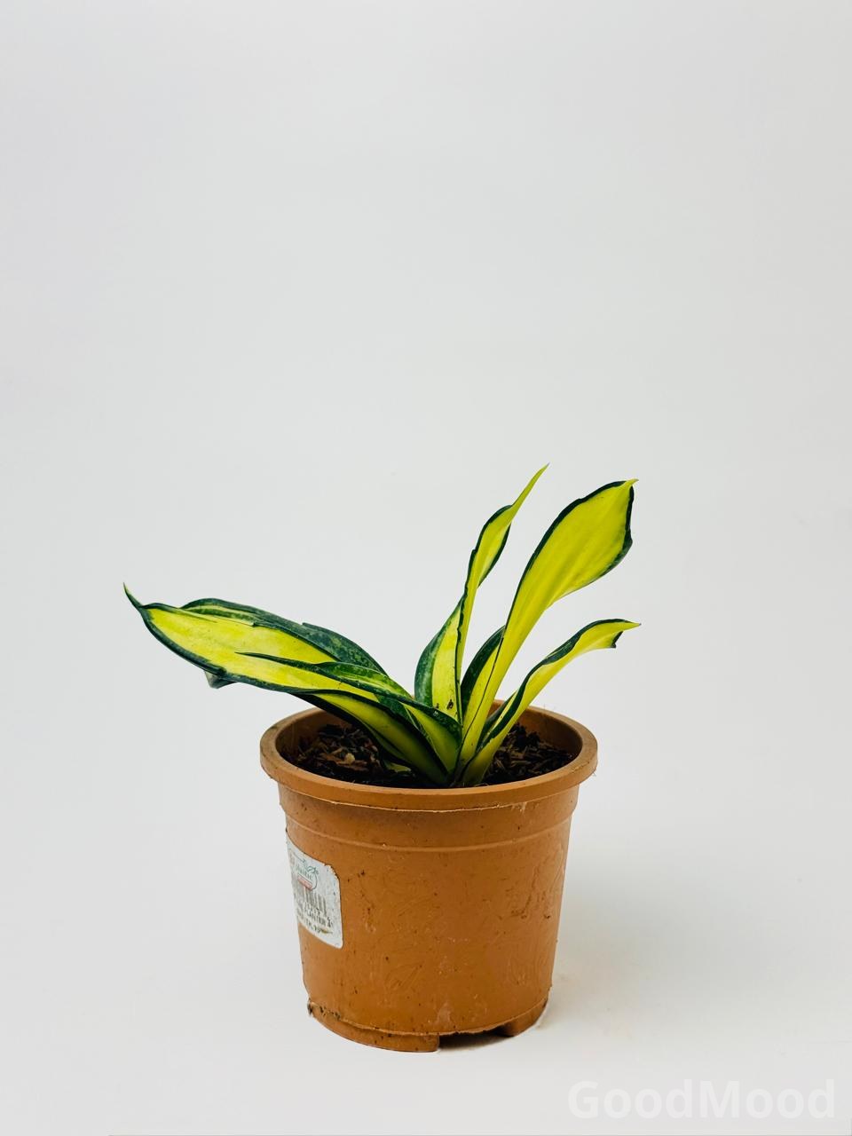 Sansevieria Hahnii "Curly Galaxy" (Twisted Dwarf Snake Plant) – Rare Collector's Selection