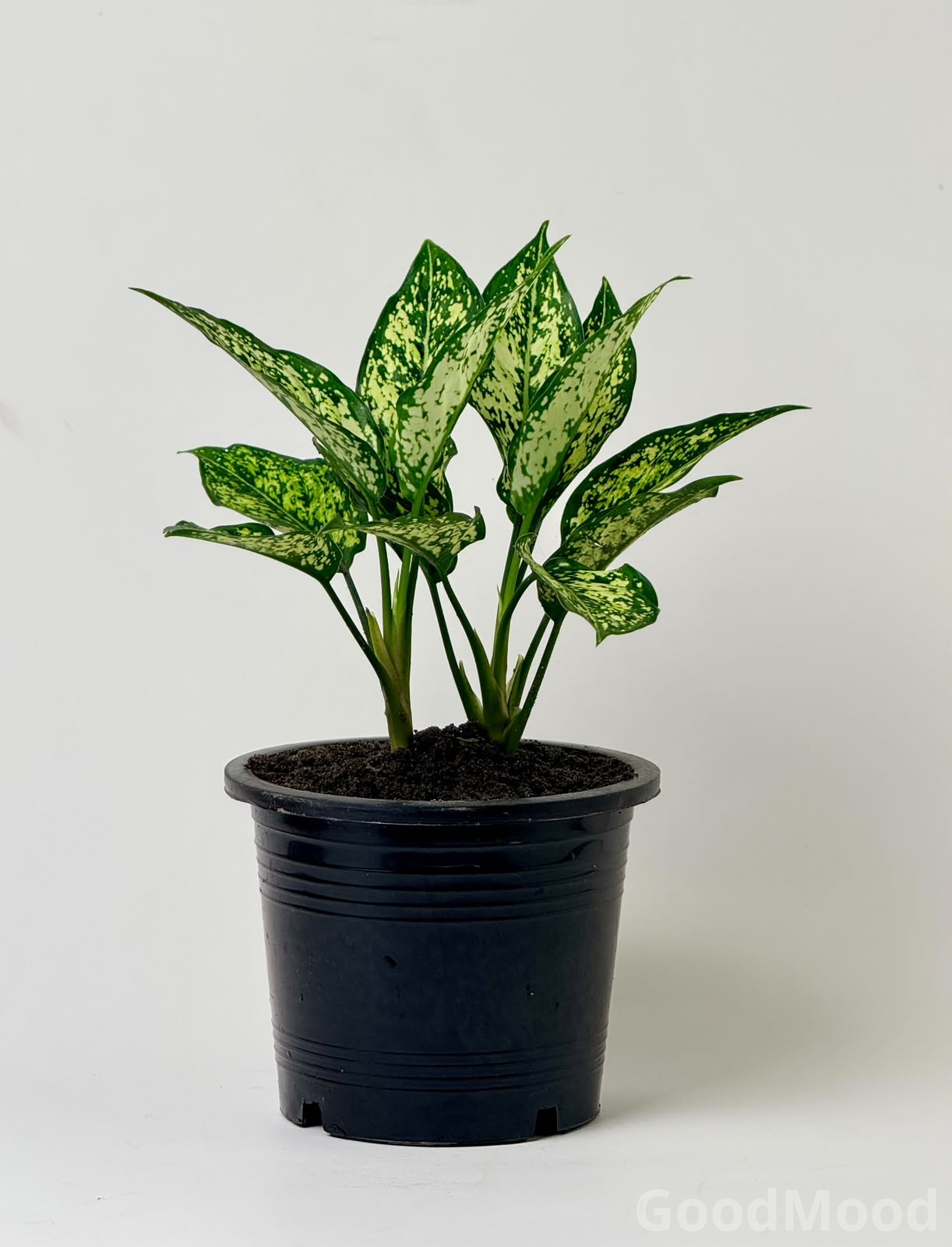 Aglaonema "Snow White" (White Dalmatian Chinese Evergreen) – Premium Variegated Indoor Selection