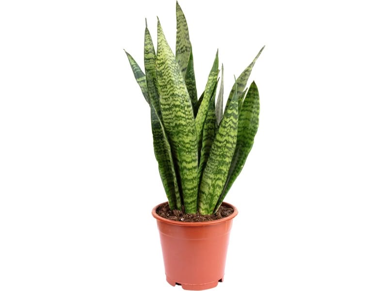 Snake Plant Zeylanica – Thailand Import