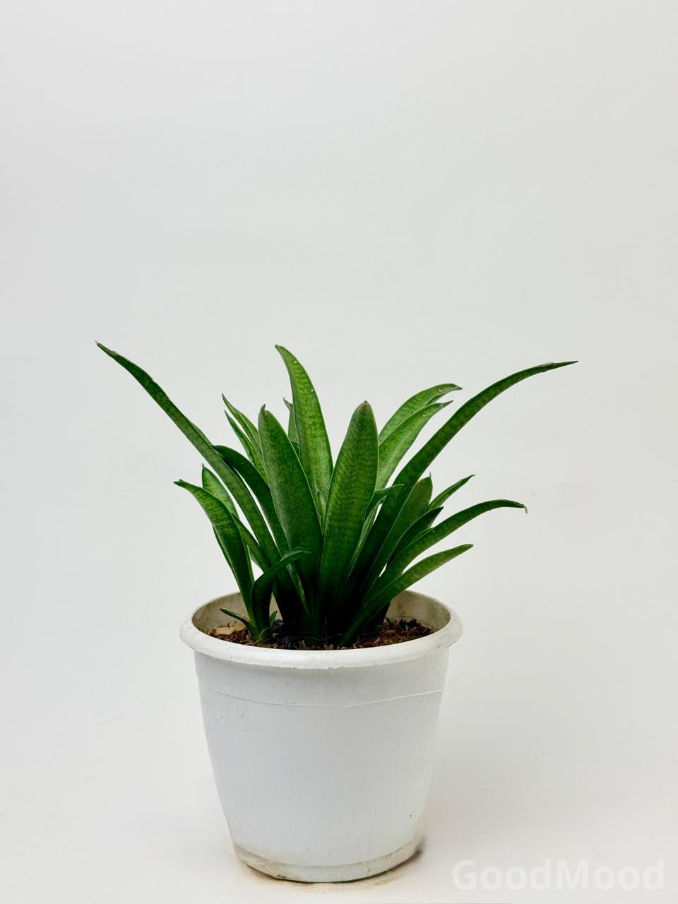 Sansevieria Parva "Kenya Hyacinth" (Dwarf Snake Plant) – Resilient Indoor Rosette Variety