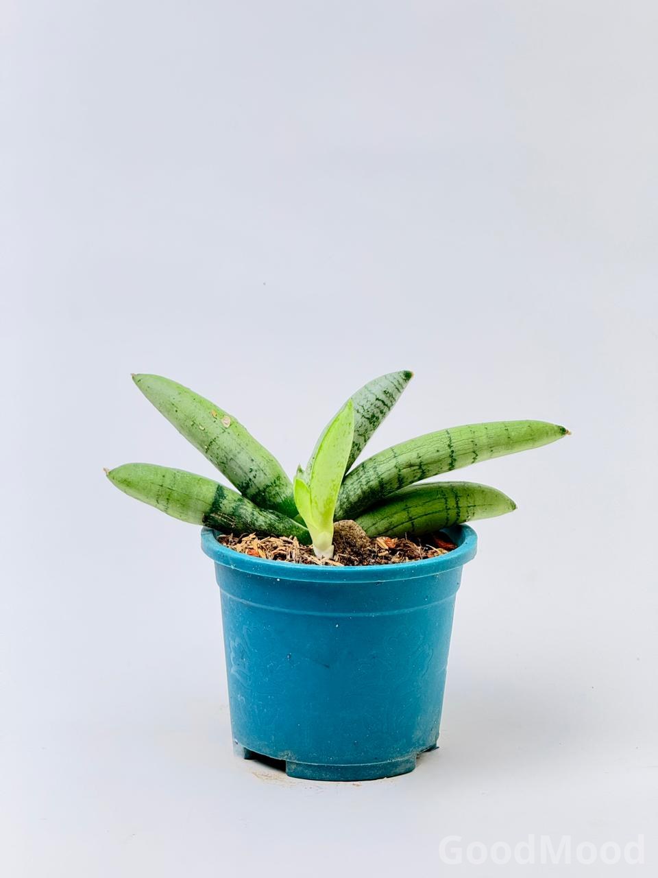 Sansevieria Cylindrica "Boncel" (Starfish Snake Plant) – Premium Dwarf Architectural Succulent