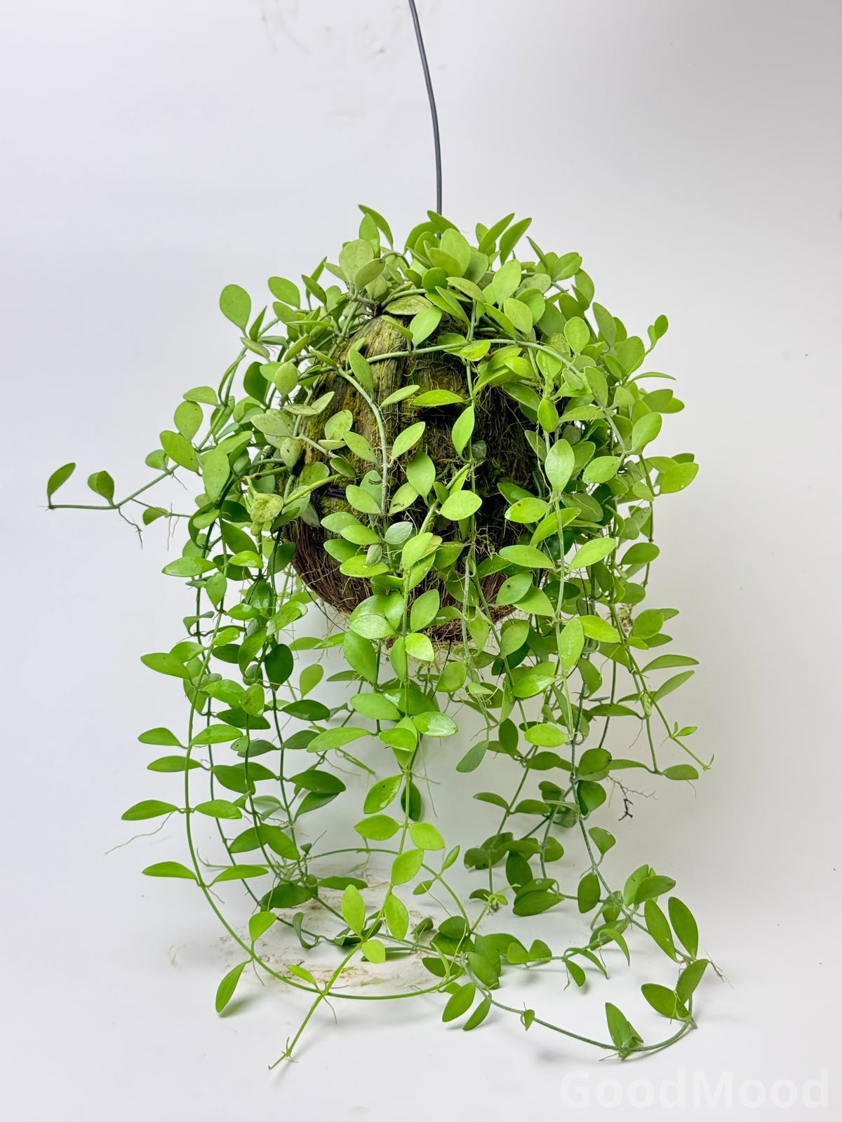 Dischidia Oiantha "Geri" (String of Nickels) – Premium Moss Kokedama Hanging Specimen