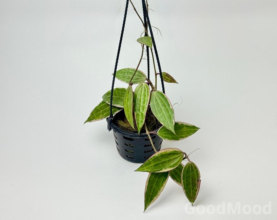 Hoya Latifolia "Albomarginata" (formerly Macrophylla) – Rare Large-Leaved Variegated Wax Plant