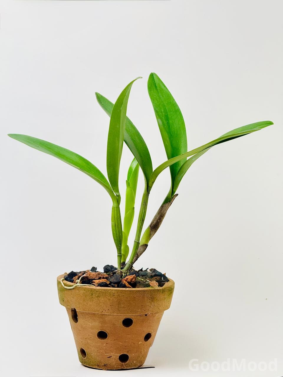 Cattleya Orchid Species – Exotic Flowering Queen