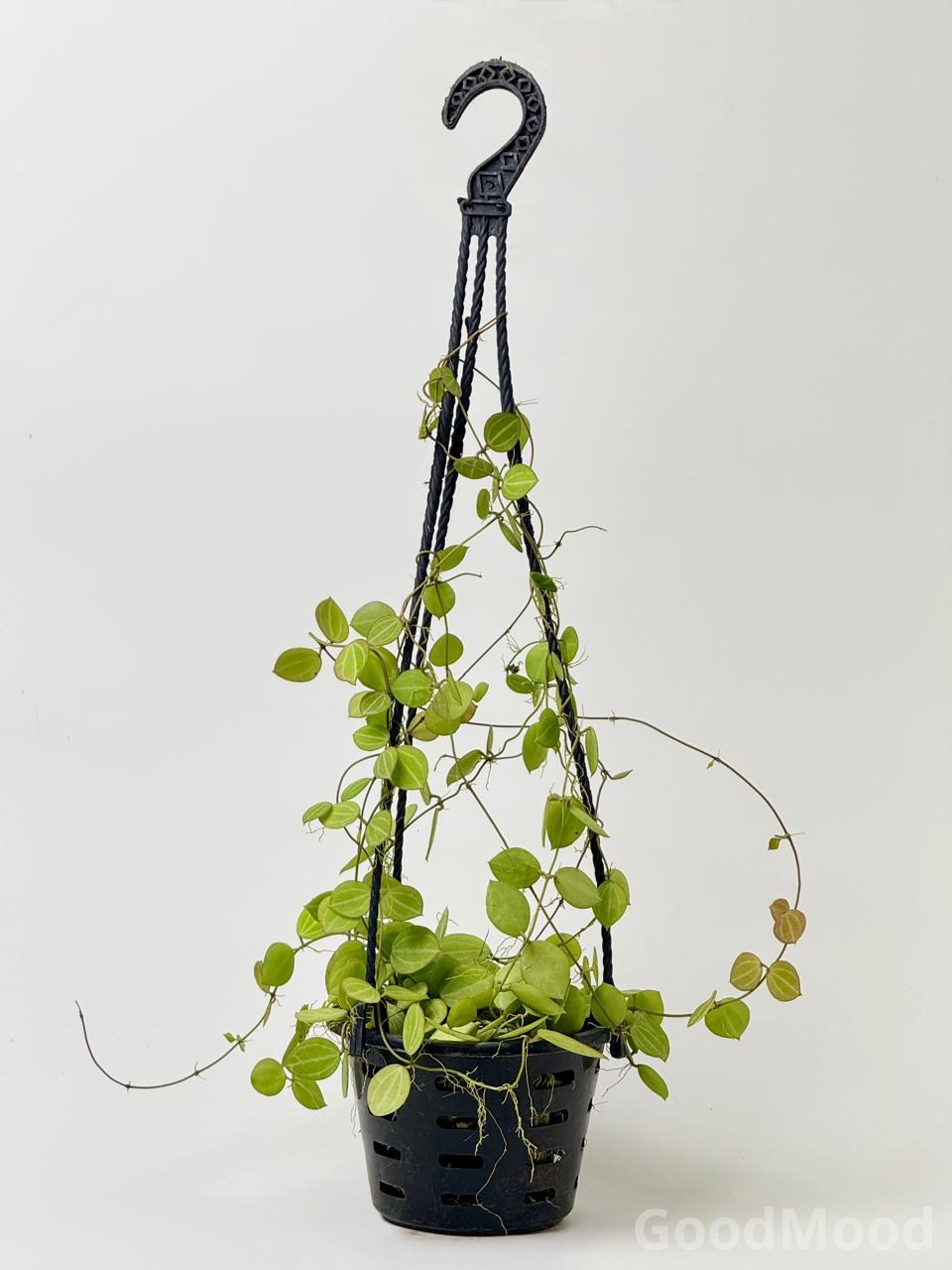 Dischidia Ovata (Watermelon Dischidia) – Premium Trailing Hanging Basket Specimen