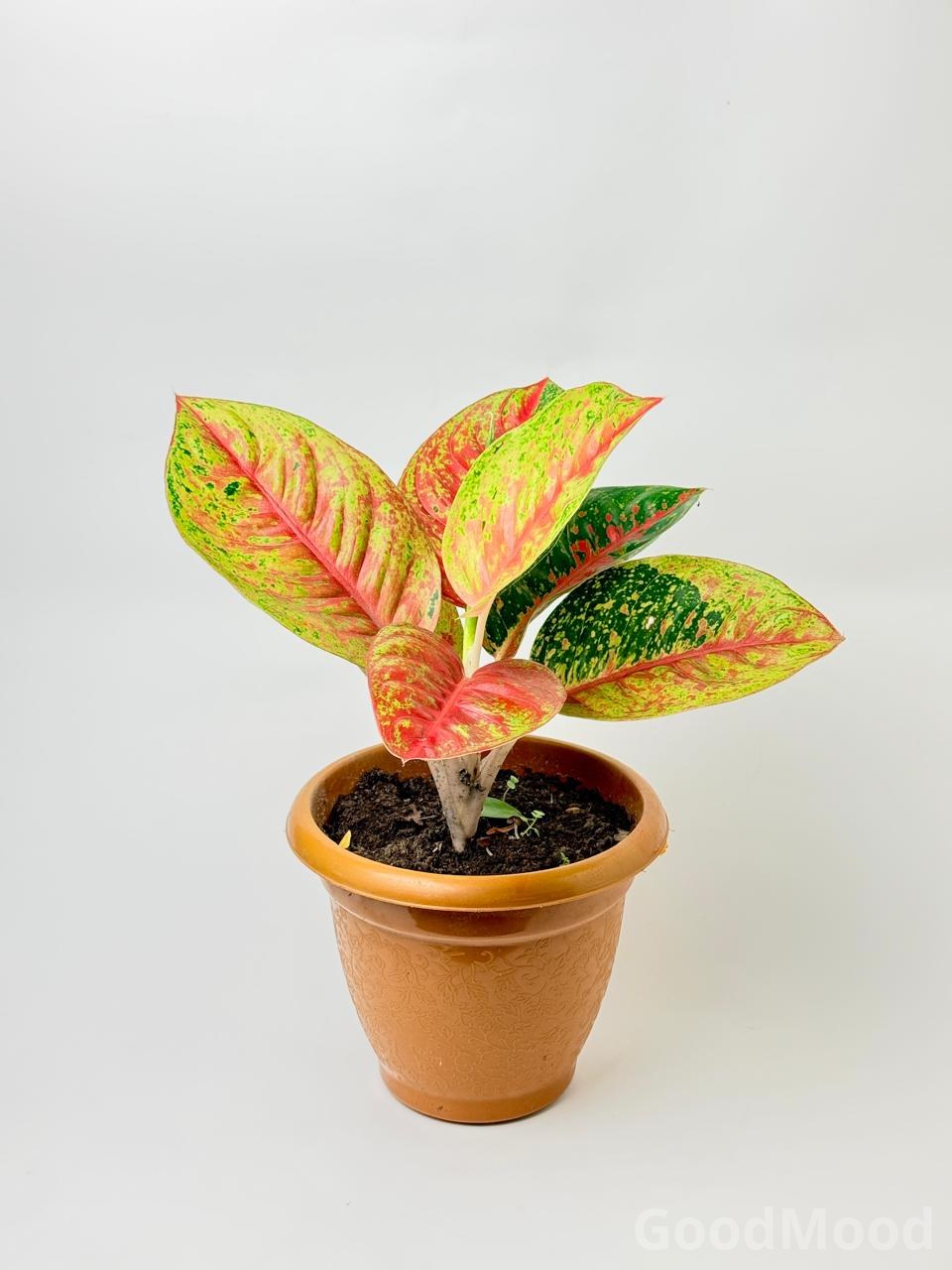 Aglaonema "Stardust" (Red & Orange Chinese Evergreen) – Rare Premium Variegated Foliage