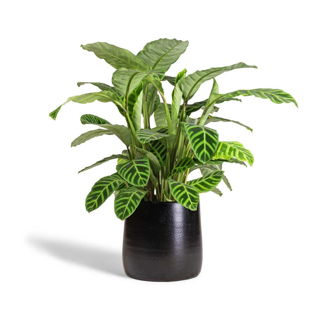 Zebra Plant (Goeppertia Zebrina) – Thailand Import