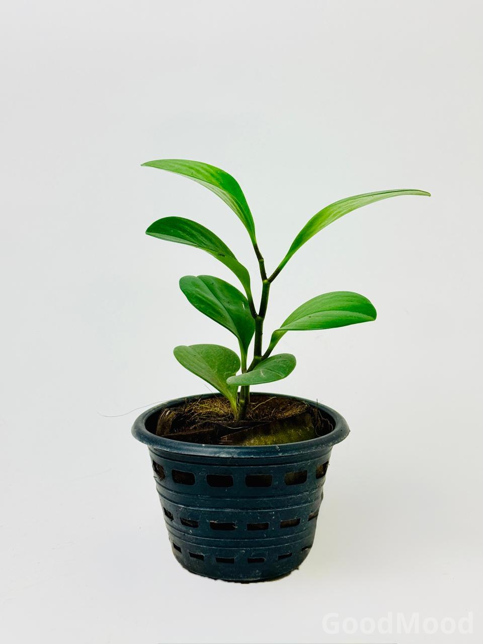 Peperomia Obtusifolia "Green" (Baby Rubber Plant) – Ultra-Resilient Tabletop Foliage