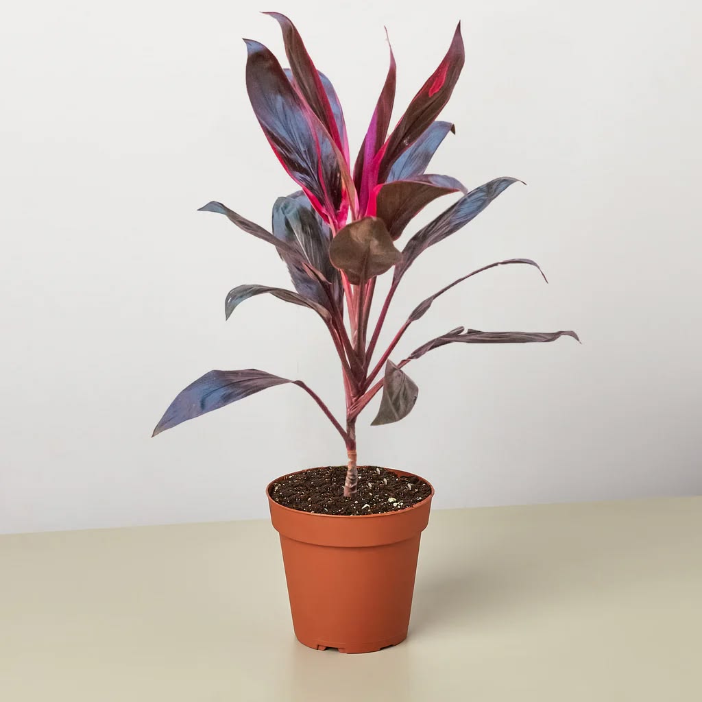 Cordyline Fruticosa 'Tango'