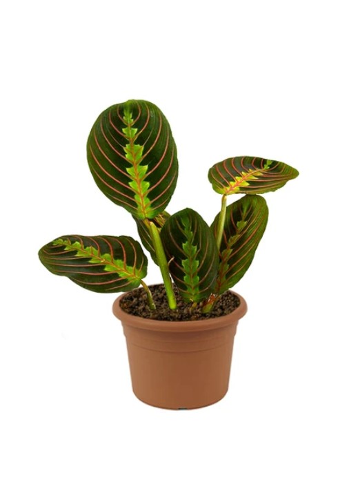 Prayer Plant (Maranta Leuconeura) – Locally Grown
