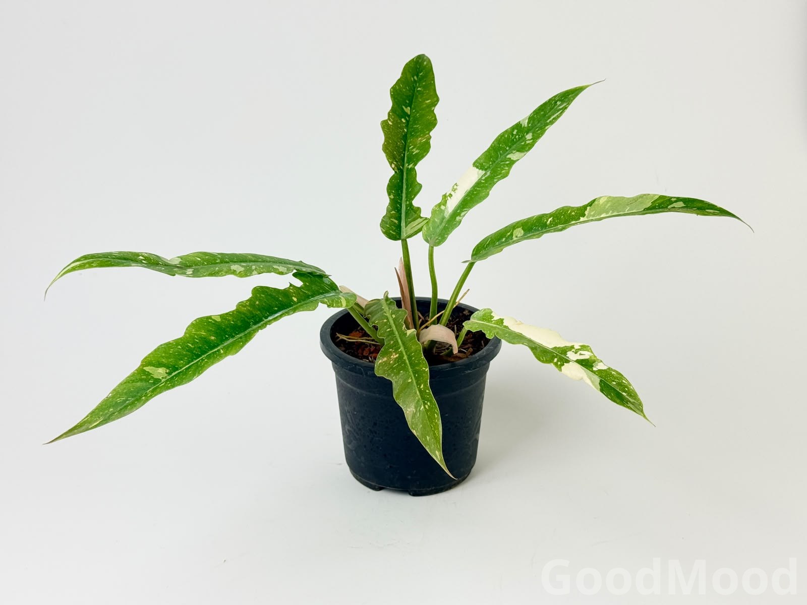 Philodendron "Ring of Fire" (Variegated Sawtooth) xangal bugi – Premium Rare Collector's Specimen