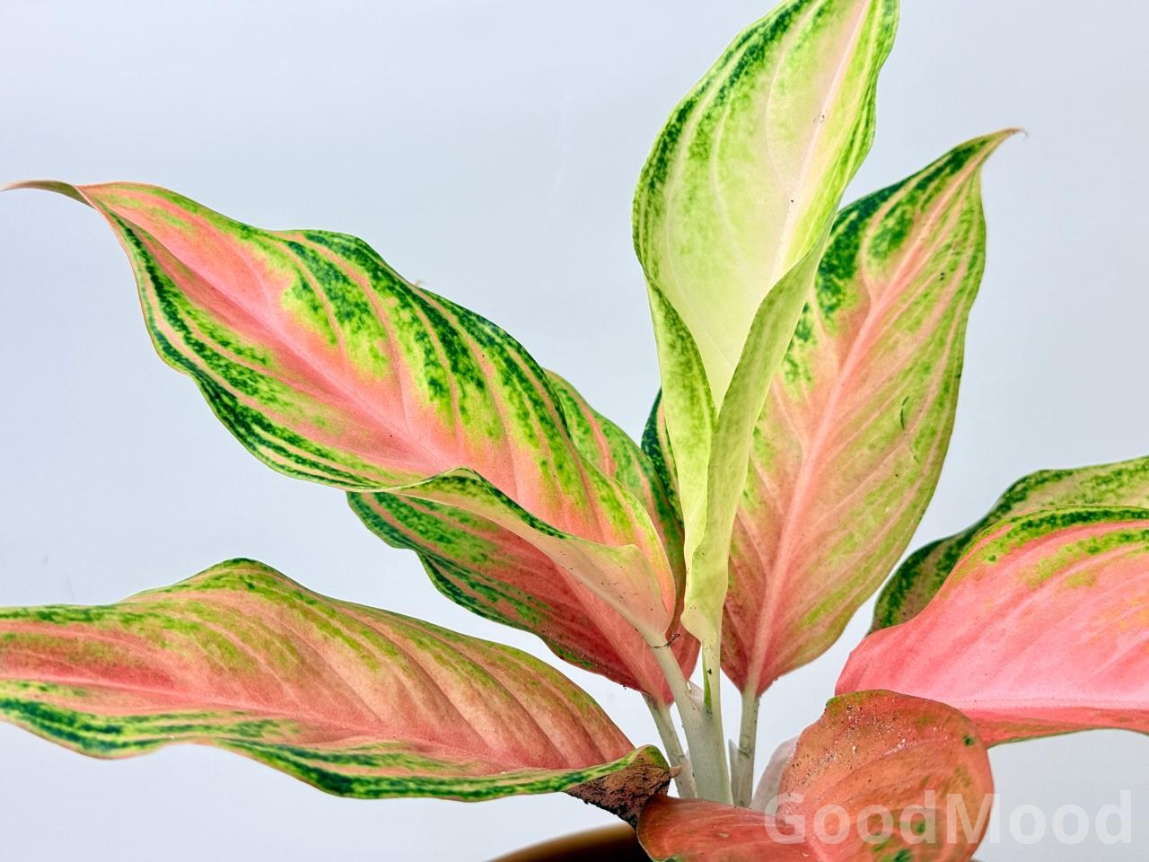 Aglaonema "Pink Panama" (Vibrant Chinese Evergreen) – Premium Rare Variegated Variety