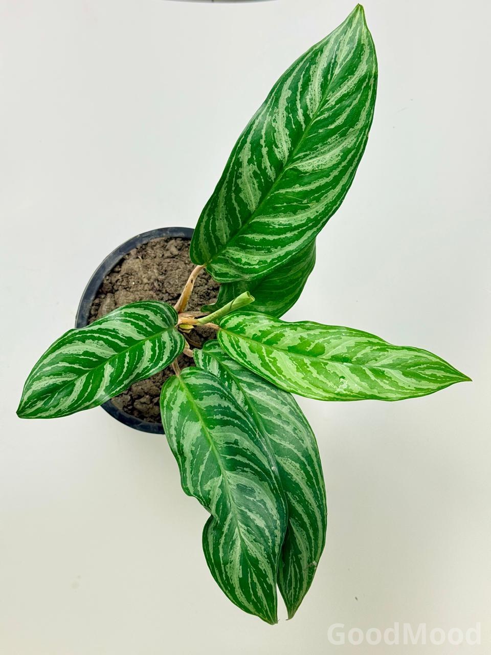 Aglaonema "Stripes" (Chinese Evergreen)