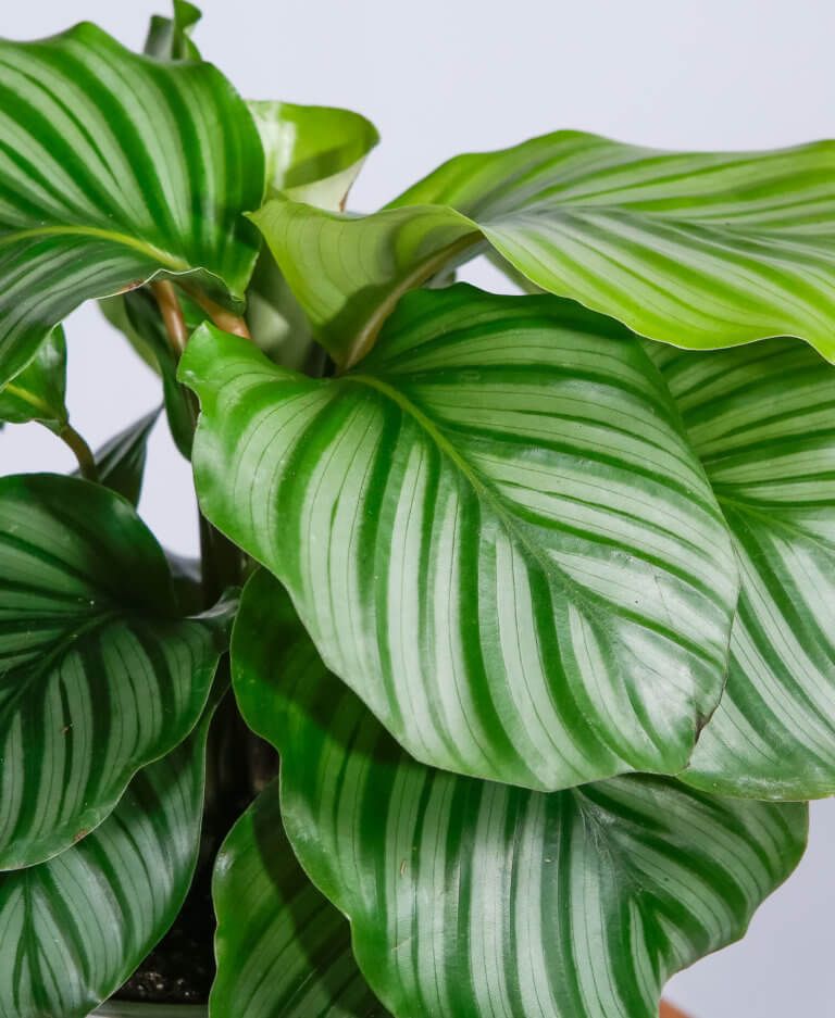 Calathea Orbifolia (Striped Calathea) – Thailand Import
