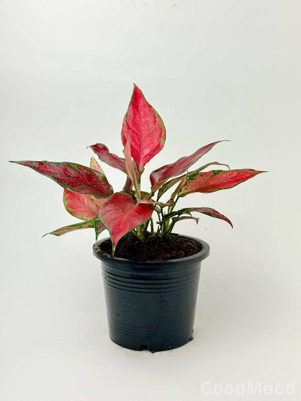 Aglaonema "Cherry Baby" (Vibrant Red Chinese Evergreen) – Rare Premium Foliage