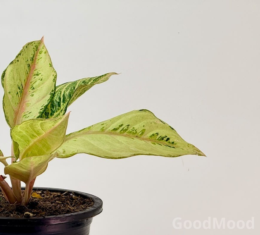 Aglaonema "Frozen" (Frost-Variegated Chinese Evergreen) – Premium Rare Cultivar