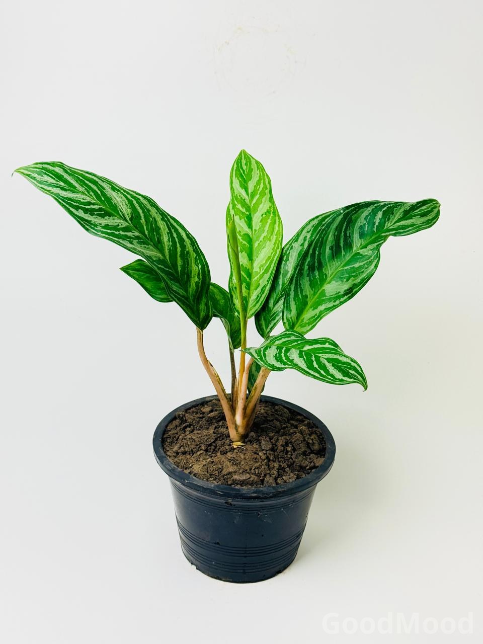 Aglaonema "Stripes" (Chinese Evergreen)