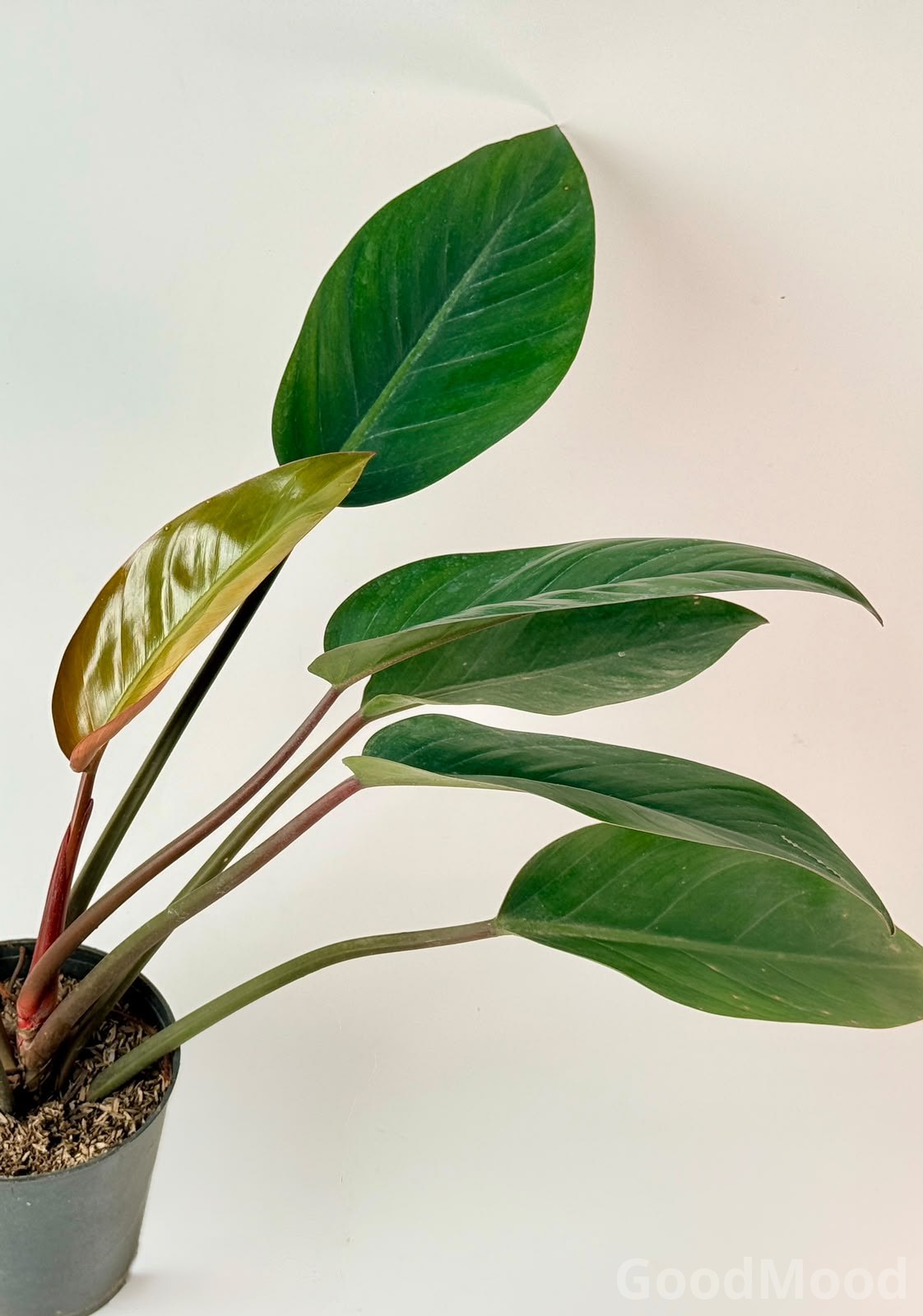 Philodendron "Congo Rojo" (Red Congo) – Premium Rare Self-Heading Tropical Specimen