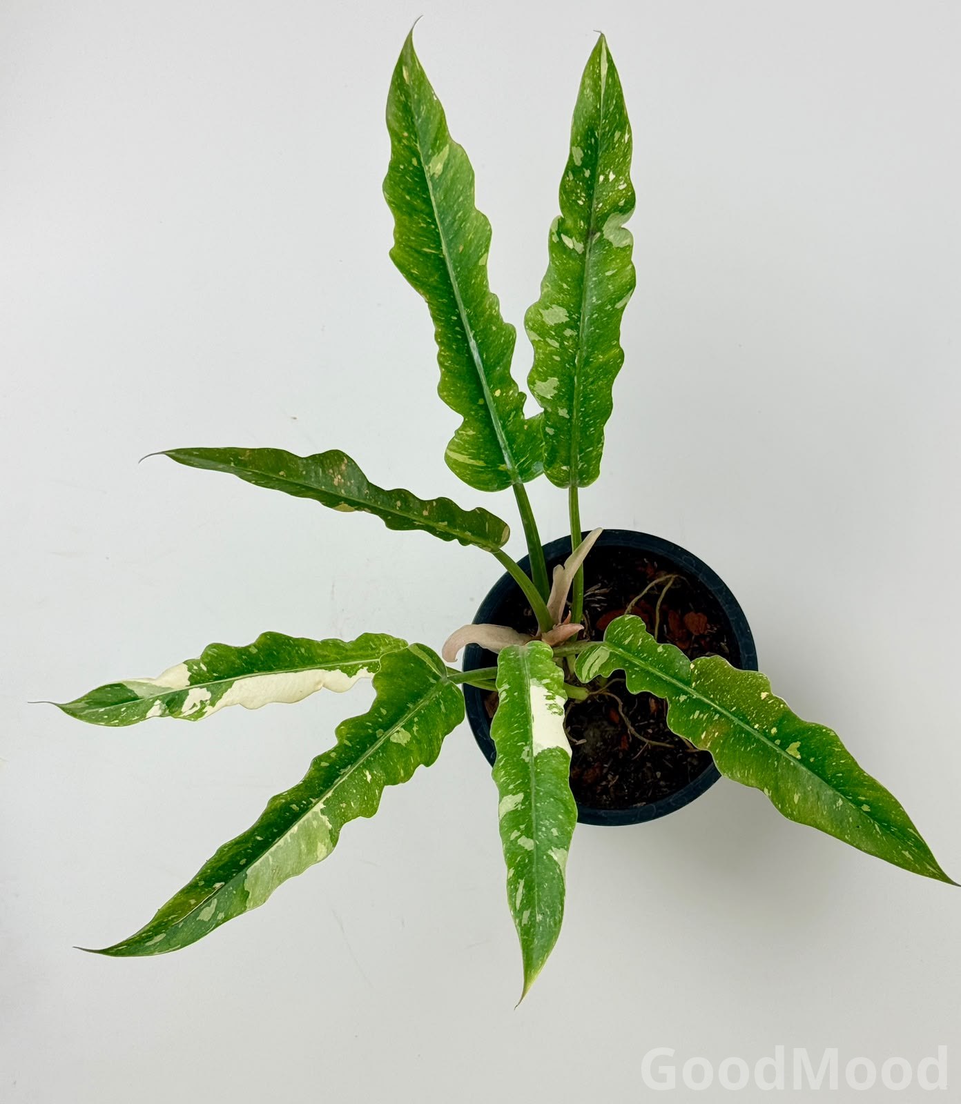 Philodendron "Ring of Fire" (Variegated Sawtooth) xangal bugi – Premium Rare Collector's Specimen